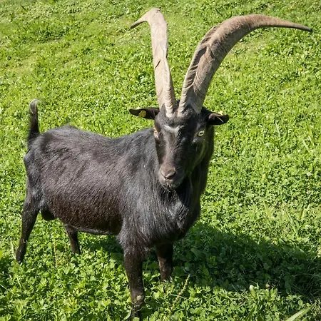 Paradies - Schrempfgut Hotel apartamentowy 3*