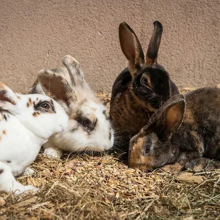 Paradies - Schrempfgut 3*