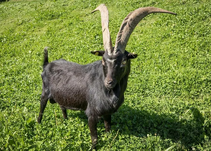 Paradies - Schrempfgut Hotel apartamentowy 3*